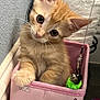 kitten, orange_tabby, cat, pet, pink_box, toy, bell, curious, cute, feline, indoor, playful, animal, young, fur, whiskers, ears, closeup, small, domestic_cat
