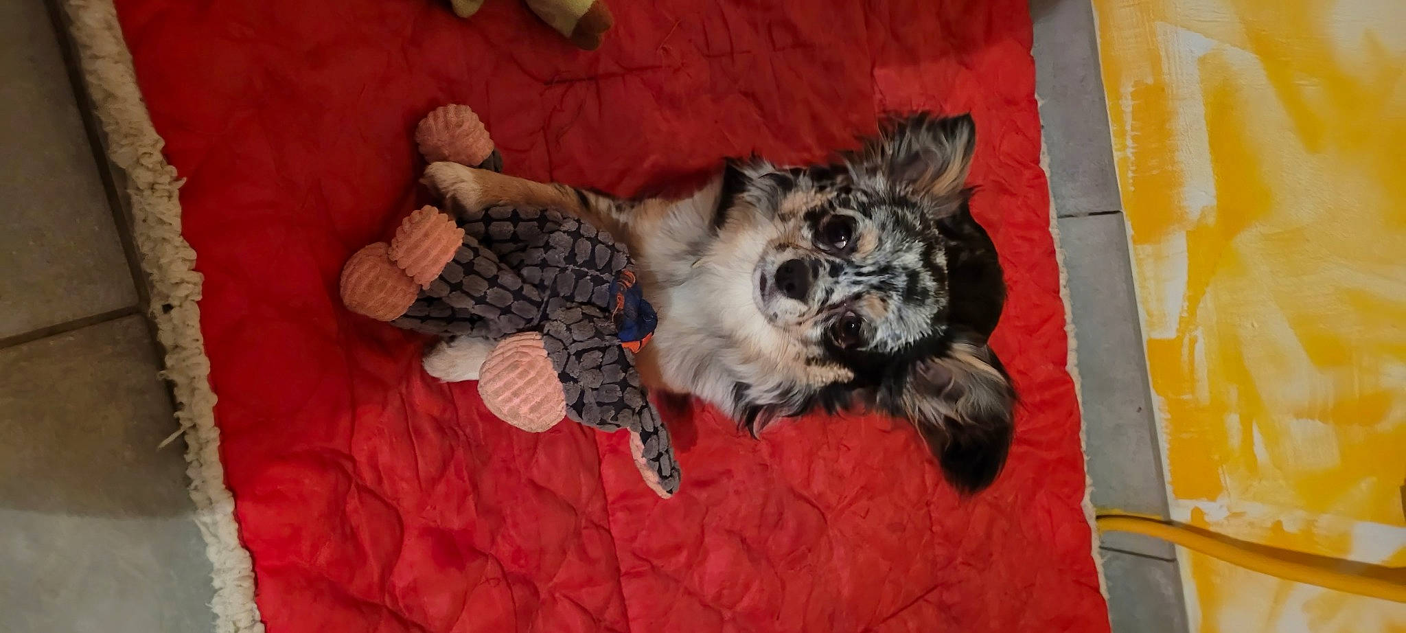 Skippy participe au concours pour gagner de l'argent avec cette photo : canidae, carnivore, comfort, companion_dog, couch, dog, dog_breed, dog_supply, fawn, felidae, fur, pattern, paw, schnauzer, small_to_medium_sized_cats, sporting_group, tail, terrier, toy_dog, whiskers