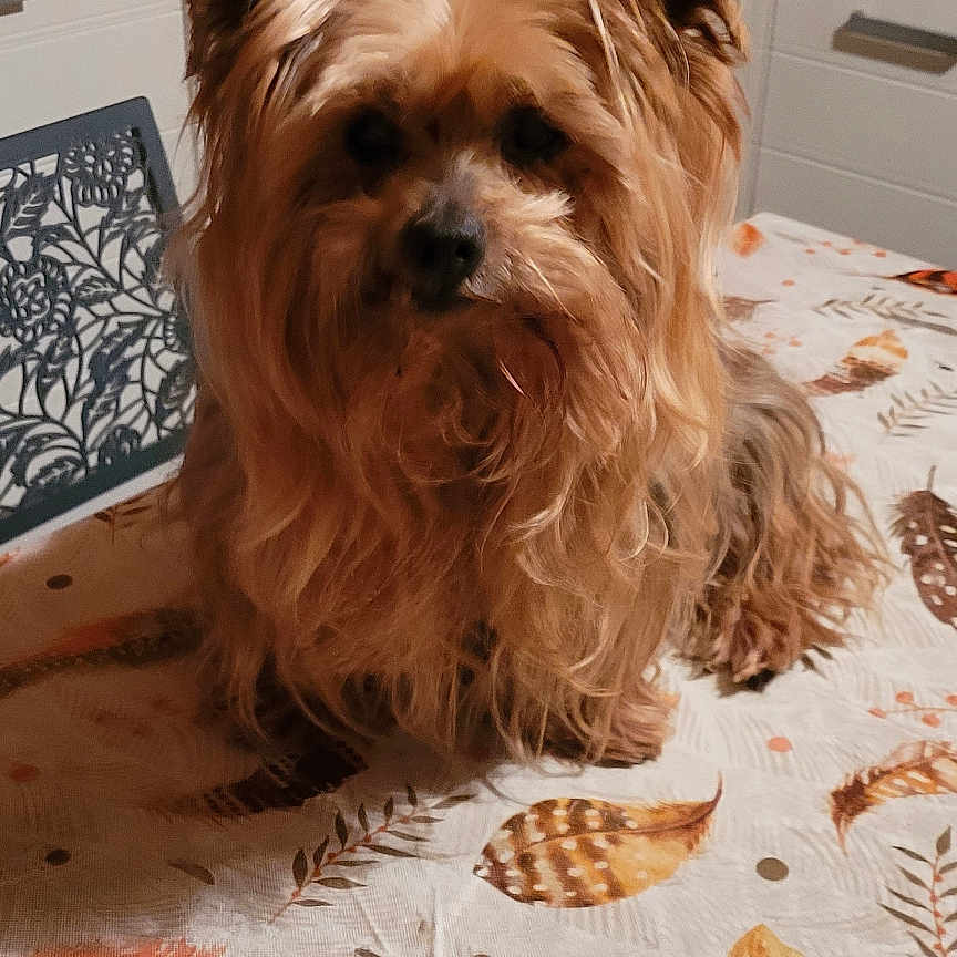 Filou