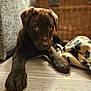puppy, dog, chocolate_labrador, floor, blanket, paw_print, brown, cute, pet, indoor, basket, texture, cozy, animal, young, laying, closeup, eyes, nose, paw