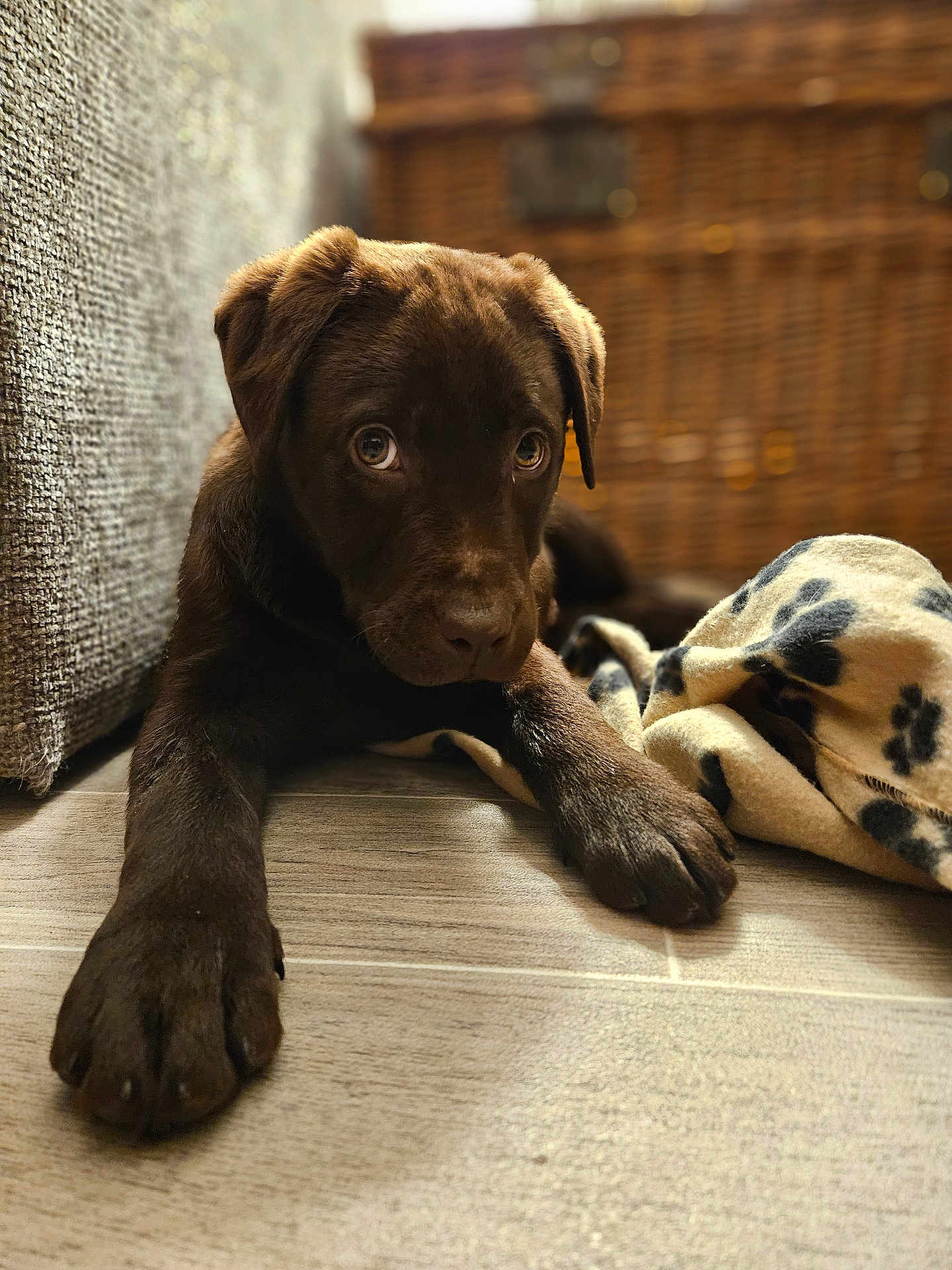 Mick. participe au concours pour gagner de l'argent avec cette photo : puppy, dog, chocolate_labrador, floor, blanket, paw_print, brown, cute, pet, indoor, basket, texture, cozy, animal, young, laying, closeup, eyes, nose, paw