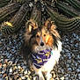 animal, bandana, cactus, calm, cute, desert, dog, fur, nature, outdoor, pet, plant, portrait, purple, rocks, shetland_sheepdog, sitting, spiky, sunlight, viking