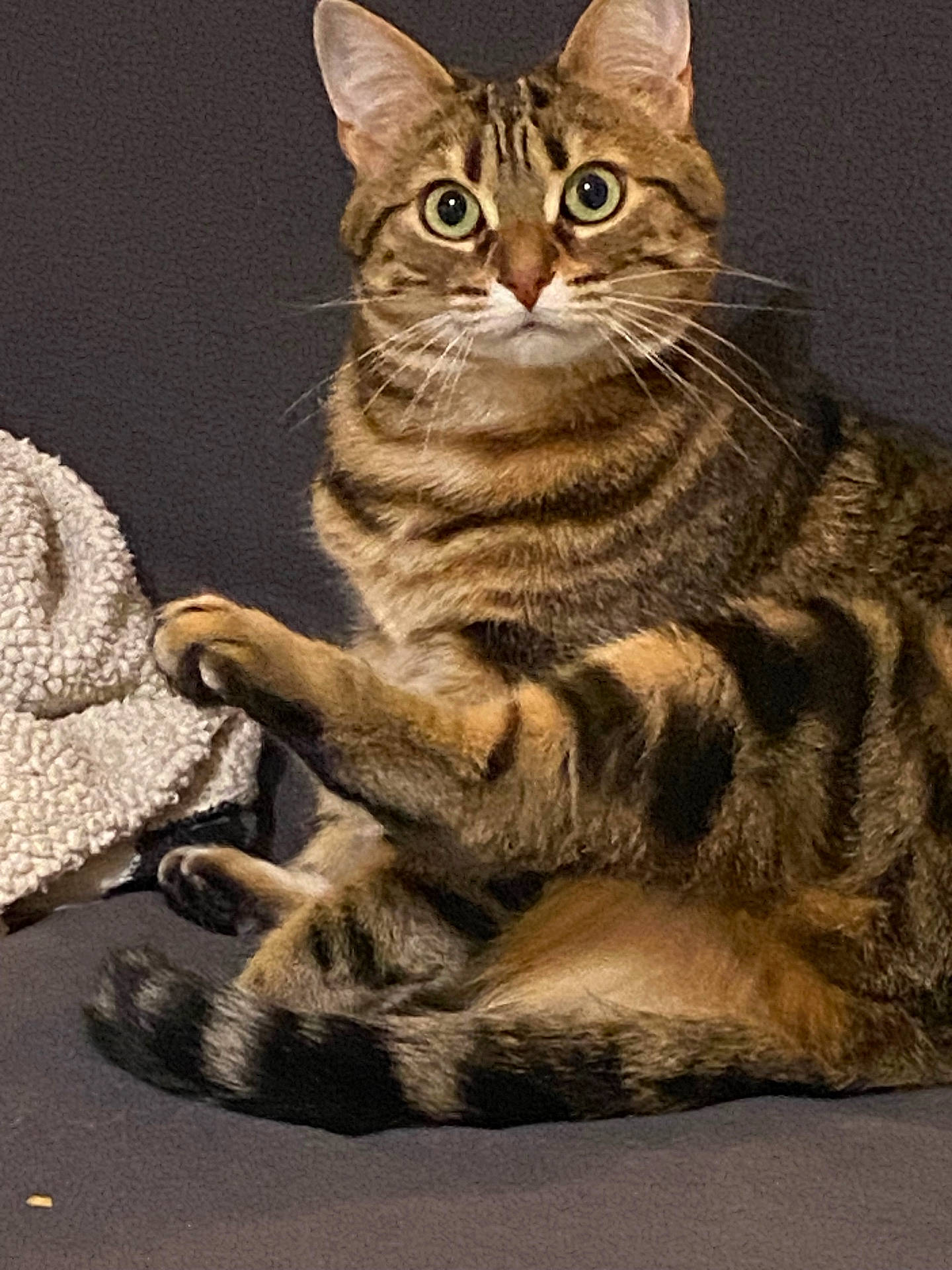 Sky a rejoint le concours — aidez-le/la à gagner de superbes lots ! abyssinian, angora, animal, blanket, cat, egyptiancat, kitten, manx, ocelot, pet