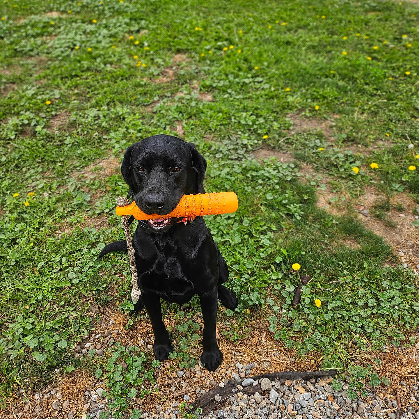 Bear is registered to the contest to win money with this photo: animal, black_dog, canine, companion, cute, dog, fetch, friendly, grass, greenery, happy, leisure, nature, outdoor, pet, playful, sitting, stone, summer, toy