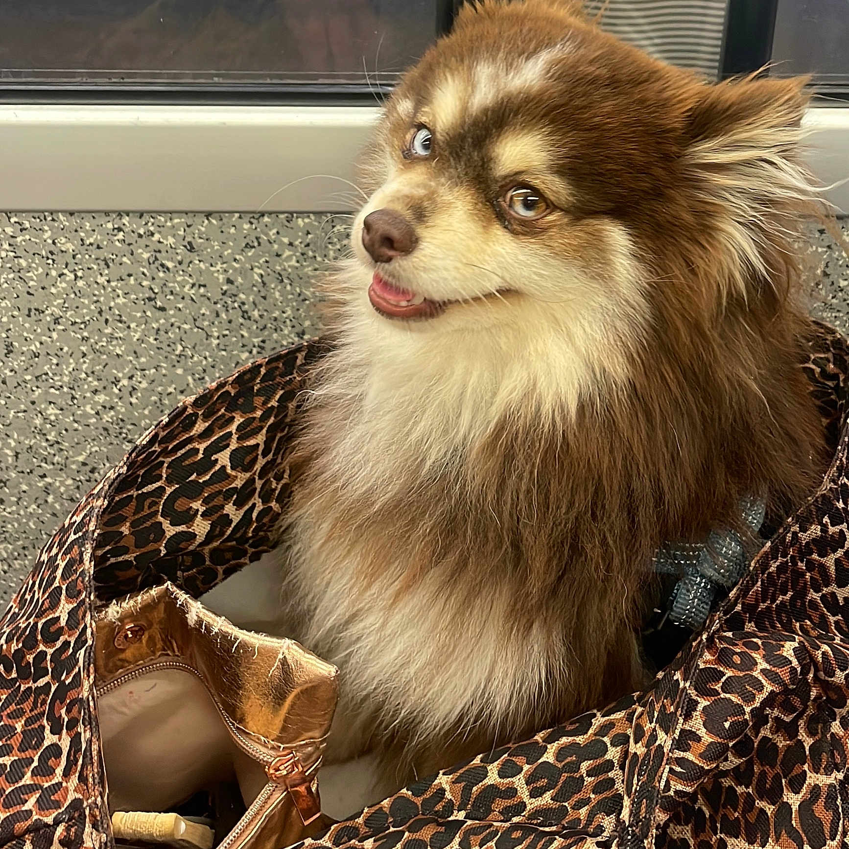 Django a rejoint le concours — aidez-le/la à gagner de superbes lots ! animal, bag, brown, canine, closeup, companion, cute, dog, domestic_animal, fluffy, friendly, furry, happy, indoor, leopard_print, pet, pet_accessory, portrait, smiling, white