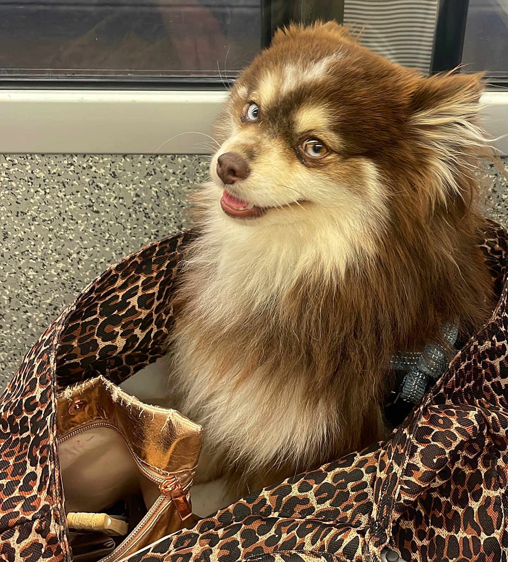 Django a rejoint le concours — aidez-le/la à gagner de superbes lots ! dog, fluffy, leopard_print, bag, pet, smiling, cute, furry, companion, indoor, brown, white, animal, domestic_animal, canine, portrait, closeup, friendly, happy, pet_accessory