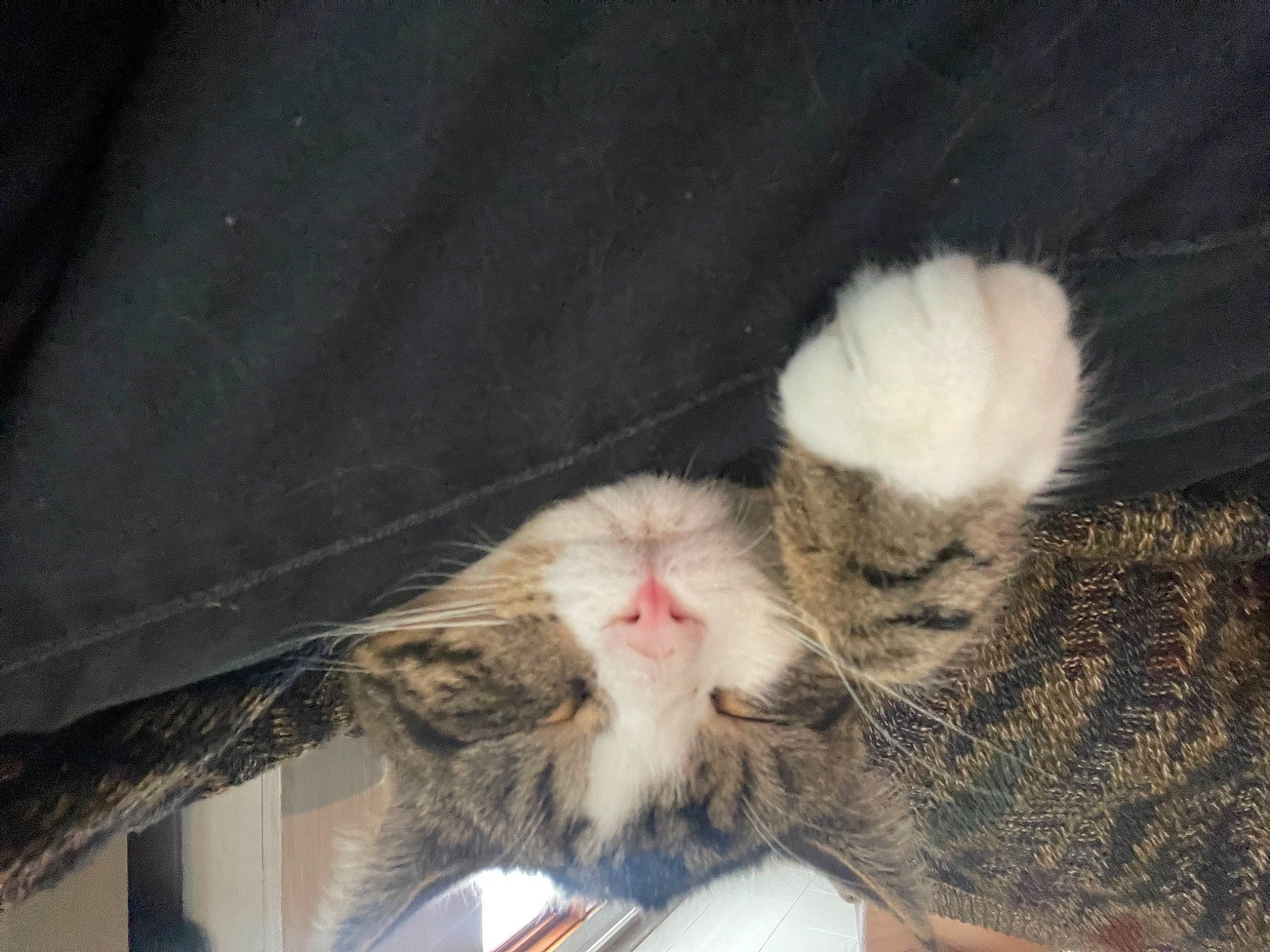 Dio joined the competition — help win amazing prizes! carnivore, cat, claw, comfort, domestic_short_haired_cat, fawn, felidae, foot, fur, nail, paw, rabbits_and_hares, small_to_medium_sized_cats, snout, tail, whiskers