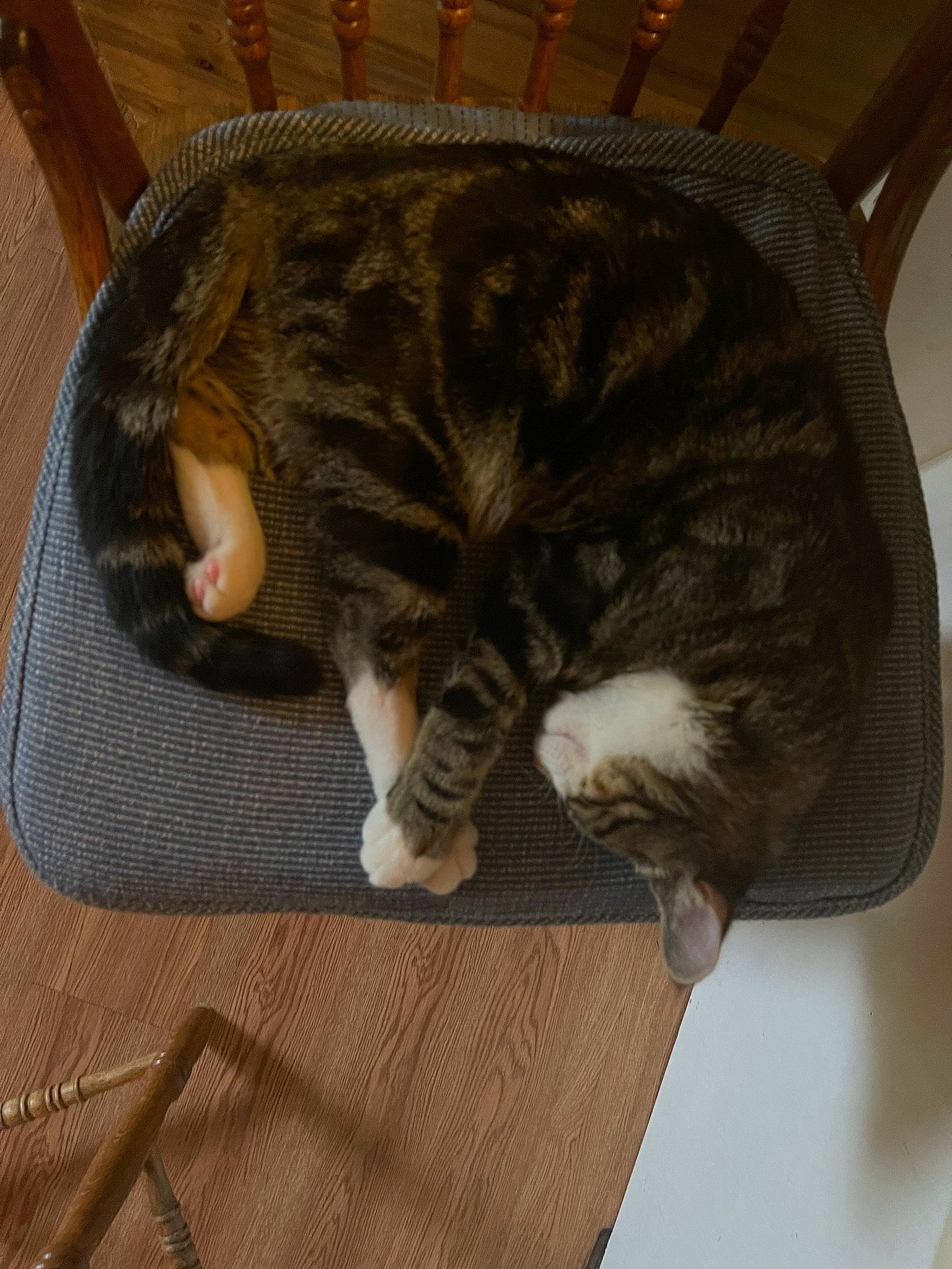 Dio joined the competition — help win amazing prizes! animal_shelter, bag, carnivore, cat, cat_bed, cat_supply, claw, comfort, domestic_short_haired_cat, felidae, flooring, fur, hardwood, nap, paw, pet_supply, small_to_medium_sized_cats, tail, whiskers, wood