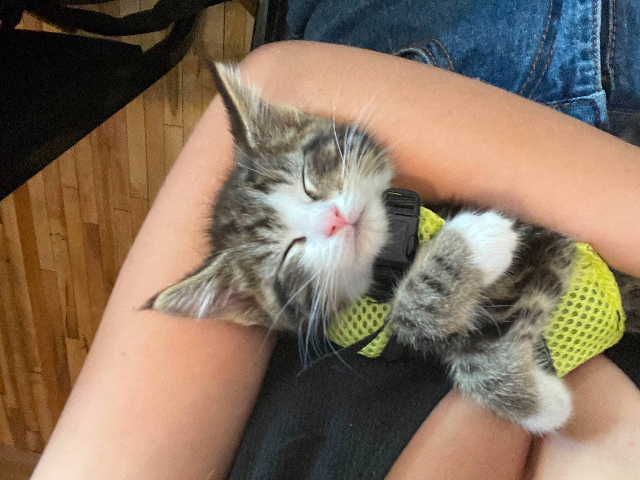 Dio joined the competition — help win amazing prizes! carnivore, cat, claw, comfort, denim, domestic_short_haired_cat, felidae, fur, grass, human_leg, nail, paw, small_to_medium_sized_cats, tail, toe, whiskers, wrist