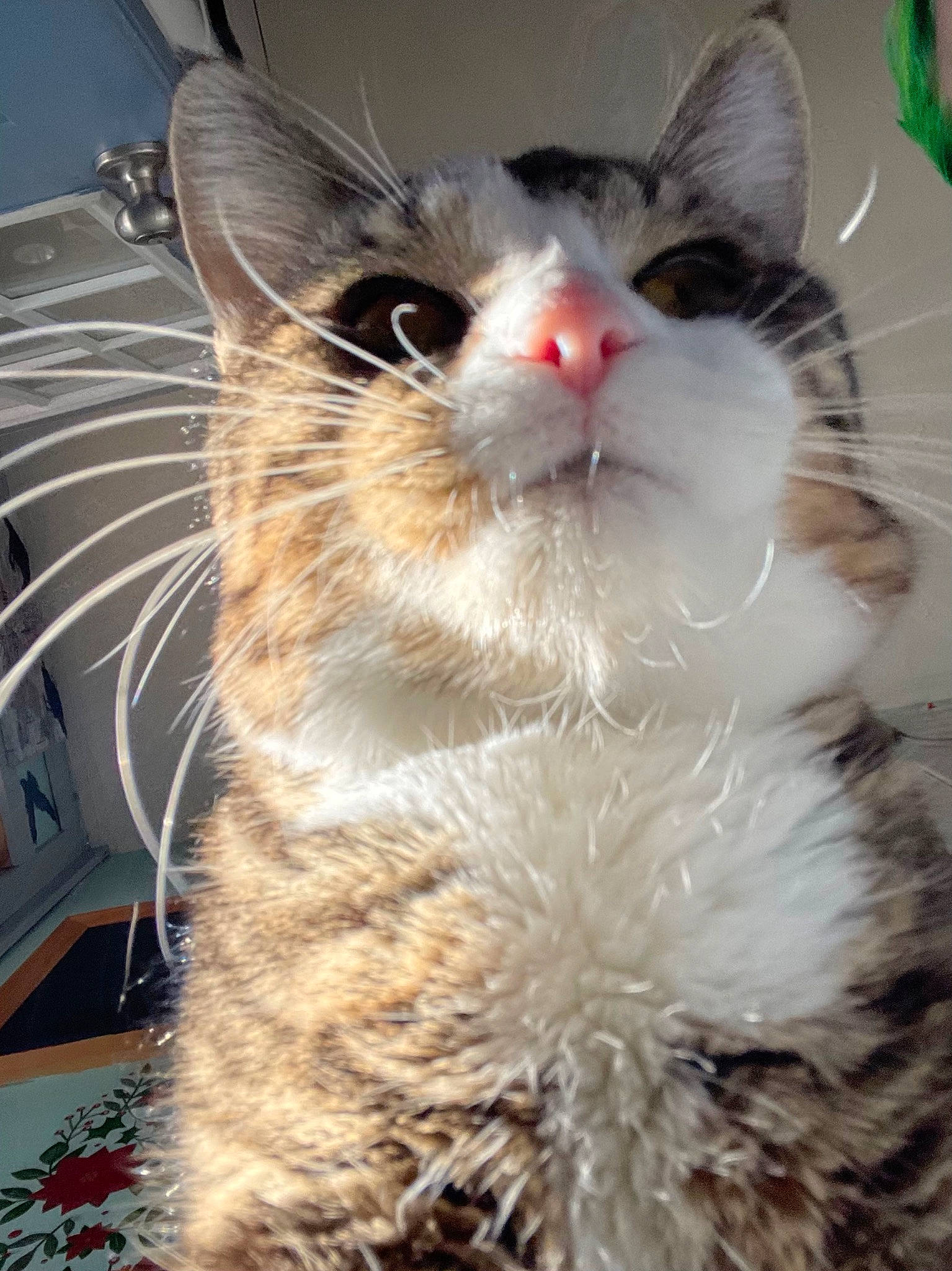 Dio is registered to the contest to win money with this photo: carnivore, cat, claw, domestic_short_haired_cat, eye, fawn, felidae, fur, iris, paw, small_to_medium_sized_cats, snout, tail, terrestrial_animal, whiskers