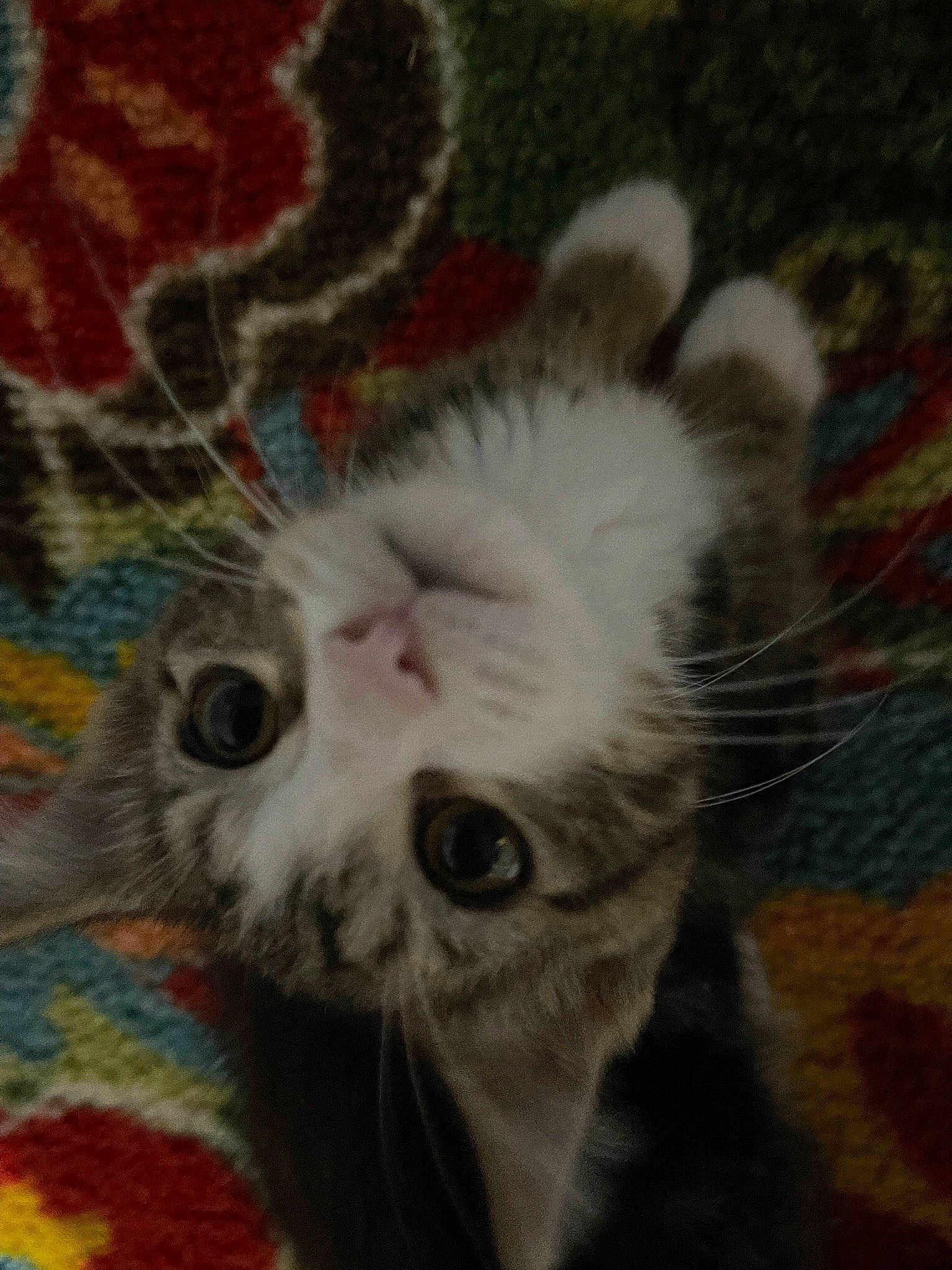 Dio joined the competition — help win amazing prizes! art, carnivore, cat, claw, comfort, domestic_short_haired_cat, fawn, felidae, fur, iris, pattern, paw, small_to_medium_sized_cats, snout, tail, terrestrial_animal, visual_arts, whiskers