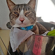Minette participe au concours pour gagner de l'argent avec cette photo : bag, basket, cardboard, carnivore, cat, cat_supply, claw, comfort, domestic_short_haired_cat, fashion_accessory, felidae, fur, mammal, paw, sitting, small_to_medium_sized_cats, snout, tail, vertebrate, whiskers