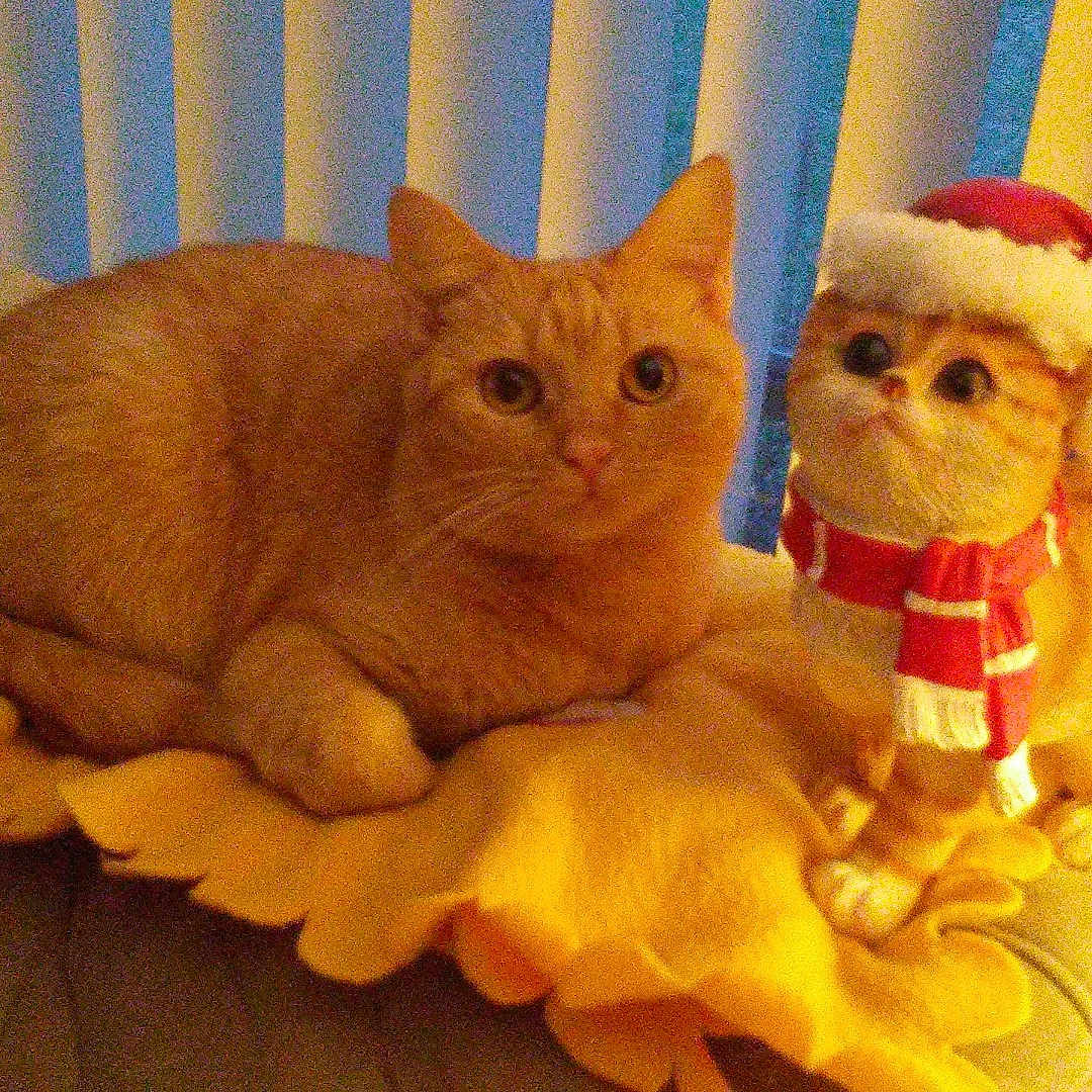 Sammi joined the competition — help win amazing prizes! abyssinian, animal, blanket, cat, chair, christmas, christmasdecorations, clothing, couch, crib, elf, festival, furniture, hat, indoors, infantbed, kitten, pet, plush, toy
