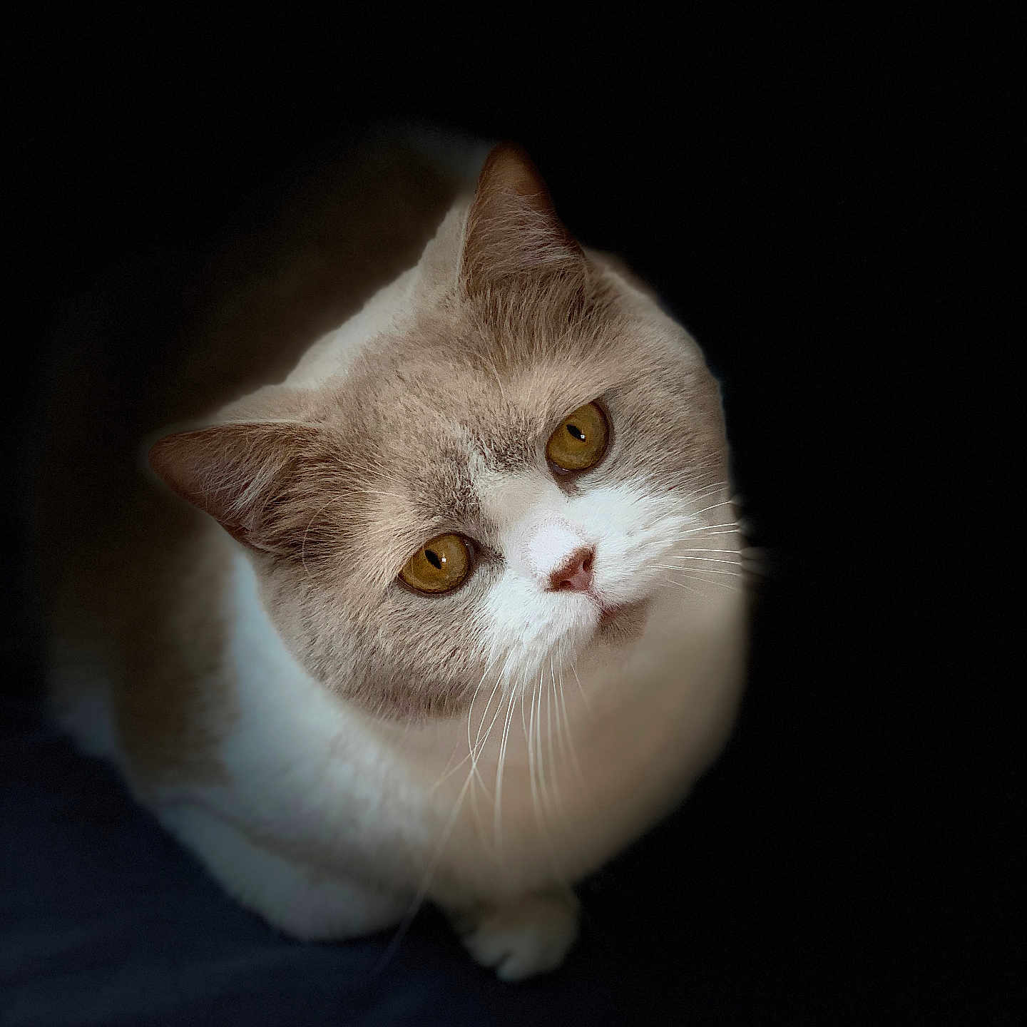 Leica participe au concours pour gagner de l'argent avec cette photo : abyssinian, angora, animal, cat, kitten, manx, pet, siamese, snout