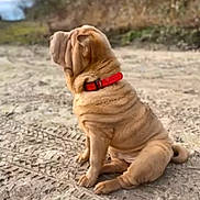 Saké participe au concours pour gagner de l'argent avec cette photo : animal, bulldog, canine, dog, frenchbulldog, indoors, interiordesign, pet, pitbull, pug, puppy, snout
