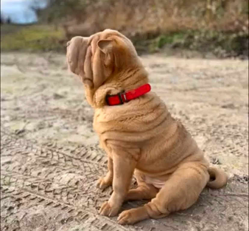 Saké participe au concours pour gagner de l'argent avec cette photo : animal, bulldog, canine, dog, frenchbulldog, indoors, interiordesign, pet, pitbull, pug, puppy, snout