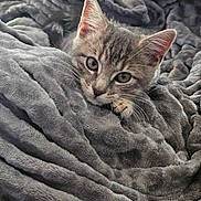 Mimi a rejoint le concours — aidez-le/la à gagner de superbes lots ! animal, blanket, cat, closeup, comfort, cozy, cute, ears, eyes, fur, gray_cat, indoor, kitten, pet, resting, soft_texture, tabby, warm, whiskers, young_cat