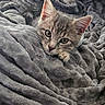 animal, blanket, cat, closeup, comfort, cozy, cute, ears, eyes, fur, gray_cat, indoor, kitten, pet, resting, soft_texture, tabby, warm, whiskers, young_cat