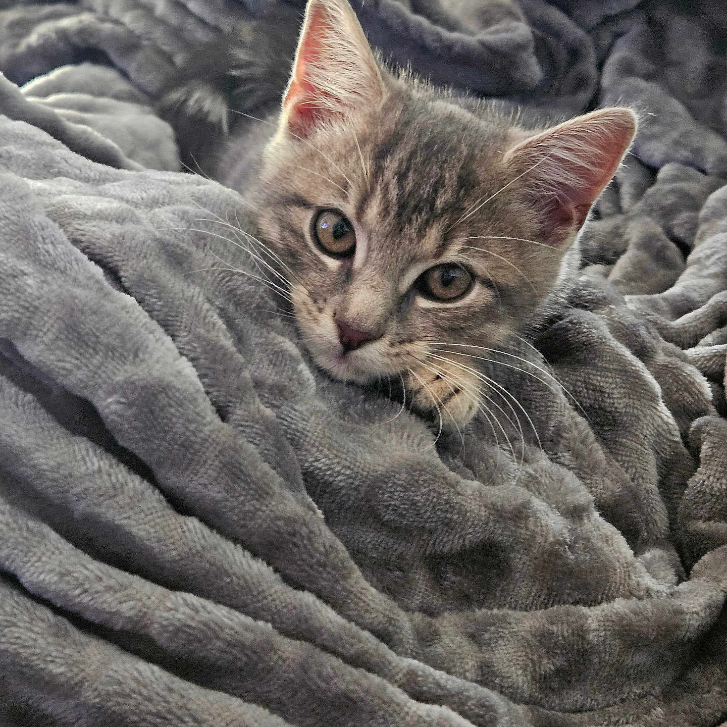 Mimi