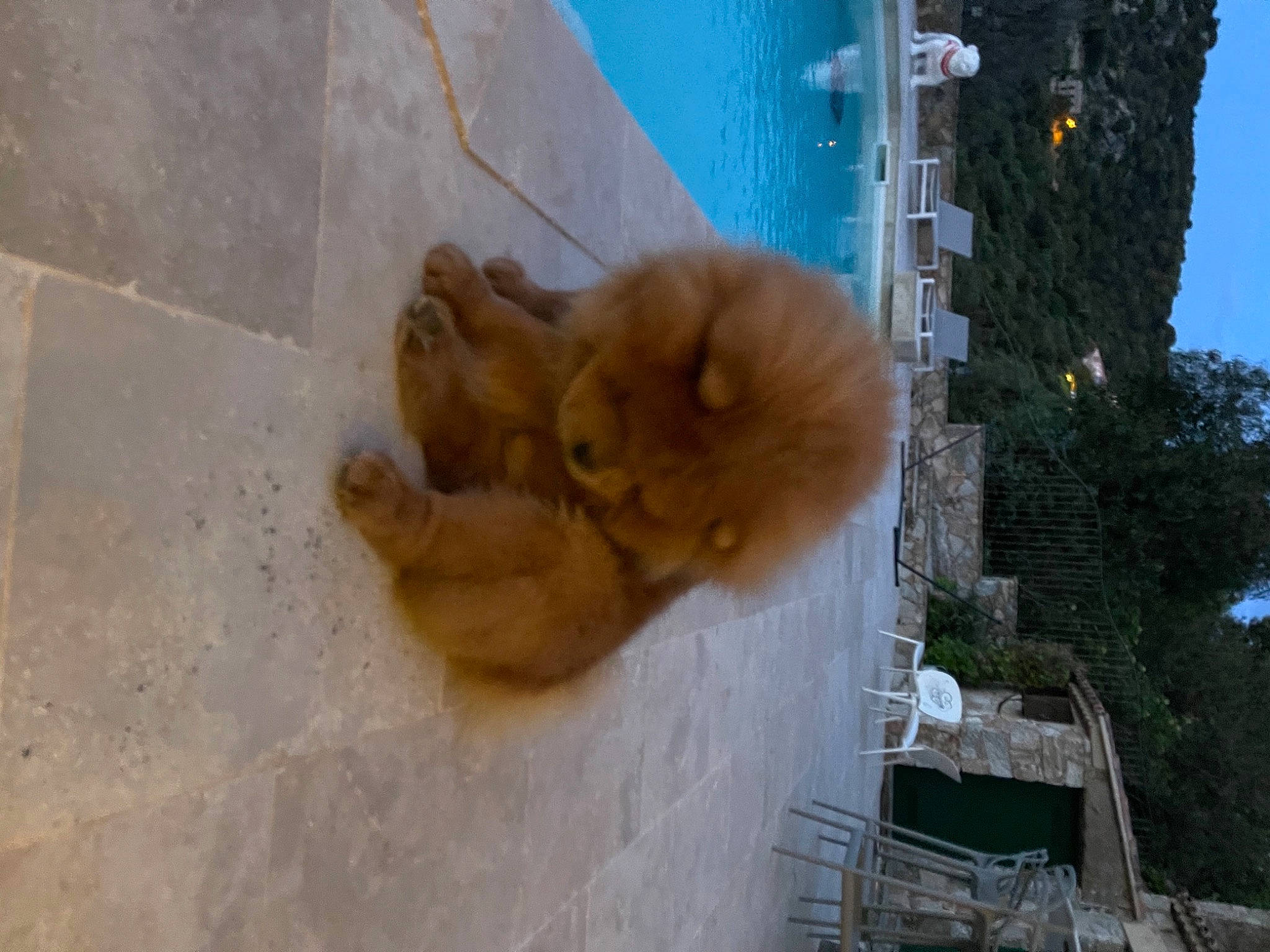 Orso participe au concours pour gagner de l'argent avec cette photo : big_cats, carnivore, companion_dog, facade, fawn, felidae, fur, lion, sky, small_to_medium_sized_cats, snout, spitz, stuffed_toy, tail, toy, tree, whiskers, wildlife, winter, wood