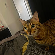 Vulkan a rejoint le concours — aidez-le/la à gagner de superbes lots ! cat, bengal_cat, wide_eyes, bedspread, indoor, furniture, door, curious, pet, animal, striped, whiskers, ears, close_up, orange_brown, patterned_bedspread, domestic_cat, looking, alert, cozy