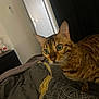 cat, bengal_cat, wide_eyes, bedspread, indoor, furniture, door, curious, pet, animal, striped, whiskers, ears, close_up, orange_brown, patterned_bedspread, domestic_cat, looking, alert, cozy