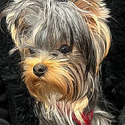 Aba a rejoint le concours — aidez-le/la à gagner de superbes lots ! animal, black, brown, close_up, cute, dog, ears, expressive_eyes, fluffy, furry, indoor, long_hair, mammal, nose, pet, portrait, scruffy, small_dog, tan, whiskers