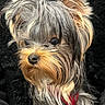 animal, black, brown, close_up, cute, dog, ears, expressive_eyes, fluffy, furry, indoor, long_hair, mammal, nose, pet, portrait, scruffy, small_dog, tan, whiskers
