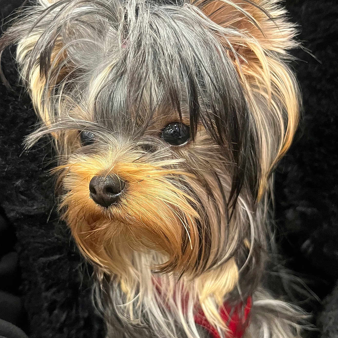 Aba a rejoint le concours — aidez-le/la à gagner de superbes lots ! animal, black, brown, close_up, cute, dog, ears, expressive_eyes, fluffy, furry, indoor, long_hair, mammal, nose, pet, portrait, scruffy, small_dog, tan, whiskers