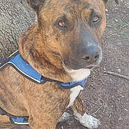 Rufus joined the competition — help win amazing prizes! alert, animal, blue_harness, brindle, brown, canine, closeup, dirt, dog, ears_up, ground, leash, nature, outdoor, pet, plants, sitting, sunlight, tree, white_paws