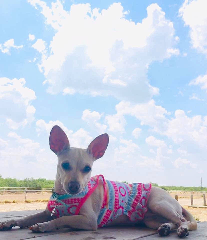 Cloe is registered to the contest to win money with this photo: american_hairless_terrier, canidae, carnivore, chihuahua, companion_dog, dog, dog_breed, dog_clothes, fawn, mammal, non_sporting_group, sky, snout, toy_dog, vertebrate