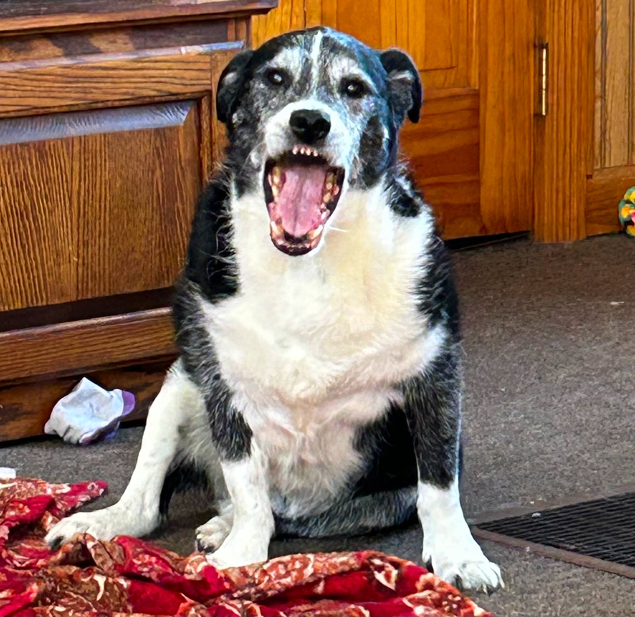 Peanut joined the competition — help win amazing prizes! australian_cattle_dog, canidae, carmine, carnivore, companion_dog, dog, dog_breed, door, fawn, flooring, fur, guard_dog, herding_dog, snout, sporting_group, terrestrial_animal, whiskers, wood, working_animal, working_dog