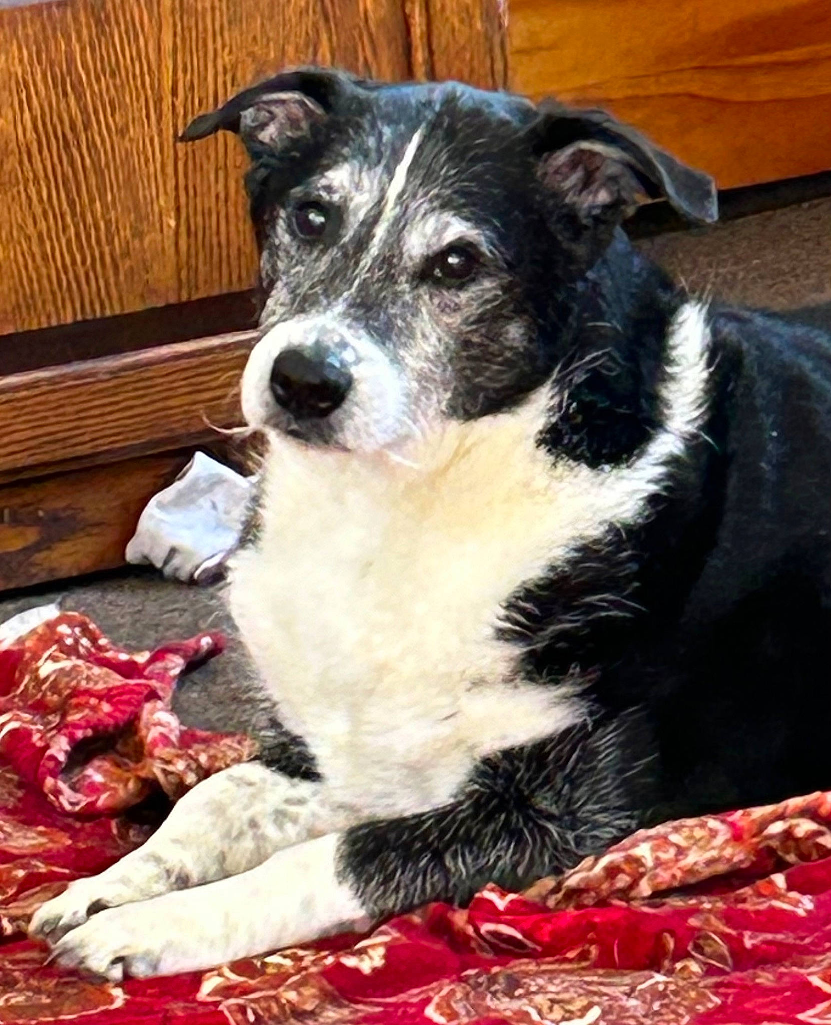 Peanut is registered to the contest to win money with this photo: canidae, carmine, carnivore, companion_dog, dog, dog_breed, fur, herding_dog, non_sporting_group, pattern, snout, sporting_group, terrestrial_animal, texas_heeler, whiskers, working_animal, working_dog