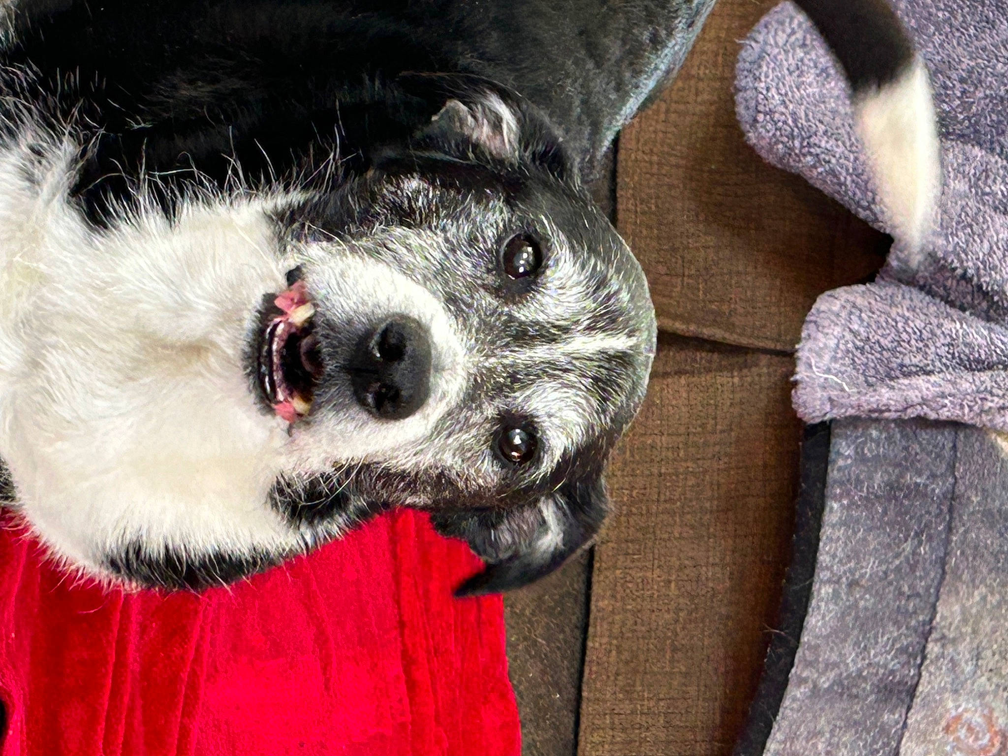 Peanut joined the competition — help win amazing prizes! canidae, carnivore, claw, collar, companion_dog, dog, dog_breed, dog_supply, fang, fur, grey, non_sporting_group, paw, tail, whiskers, working_animal, working_dog