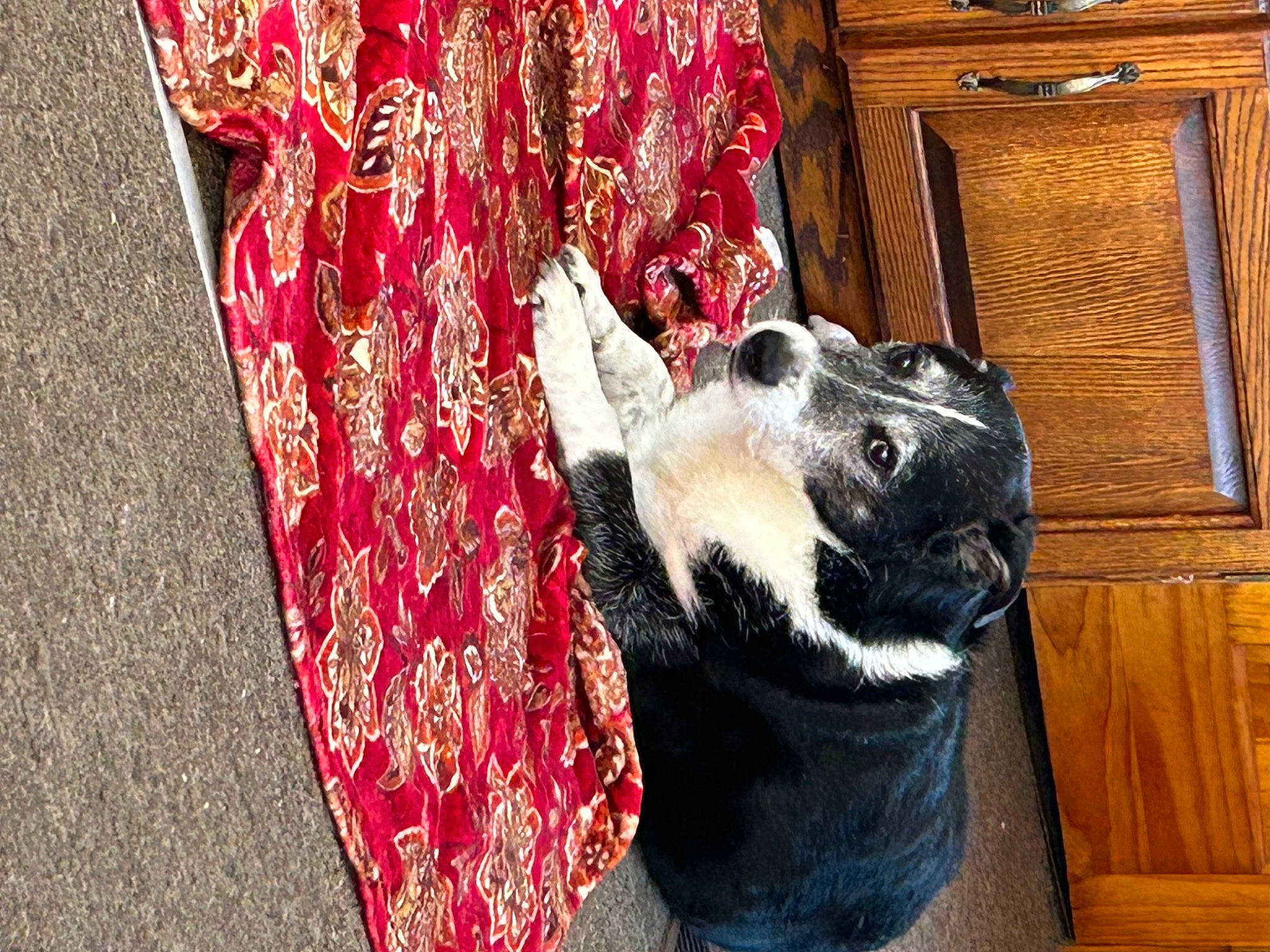 Peanut is registered to the contest to win money with this photo: cabinetry, carmine, carnivore, companion_dog, dog, dog_breed, door, fawn, felidae, flooring, foot, fur, human_leg, linens, room, sporting_group, tree, whiskers, window, wood