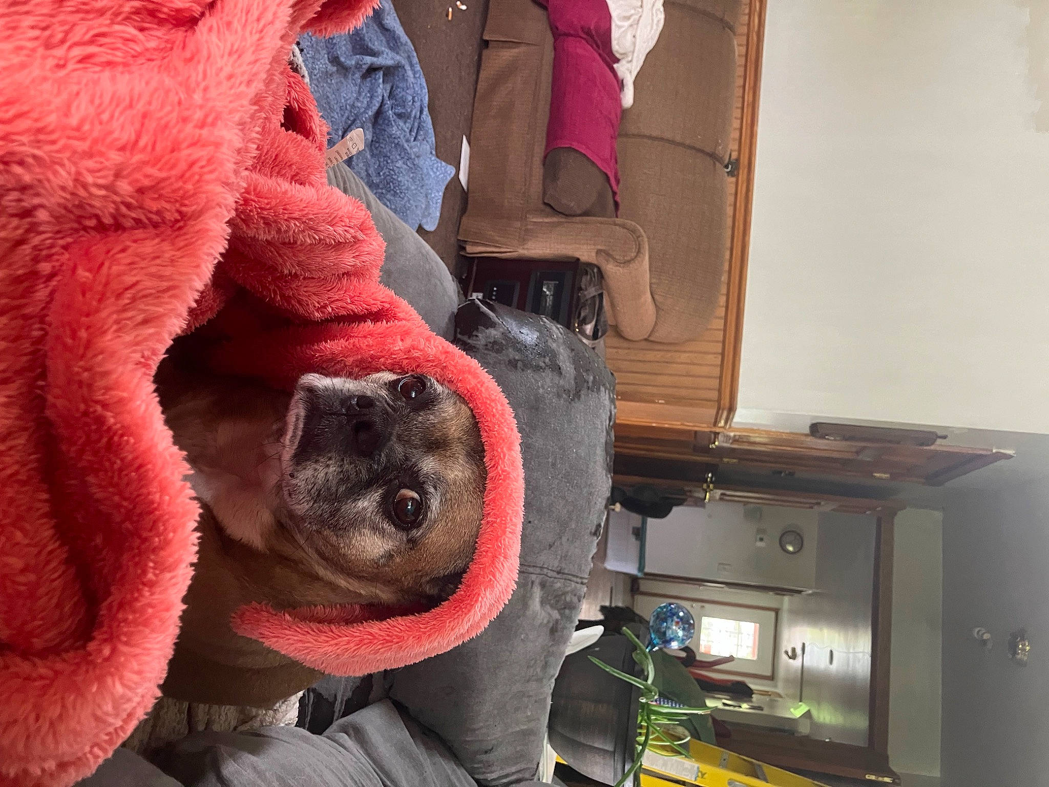 Bonnie joined the competition — help win amazing prizes! canidae, carmine, carnivore, companion_dog, dog, dog_breed, fawn, fur, headgear, machine, magenta, plush, room, snout, sporting_group, stuffed_toy, wood, wool, woolen, working_animal