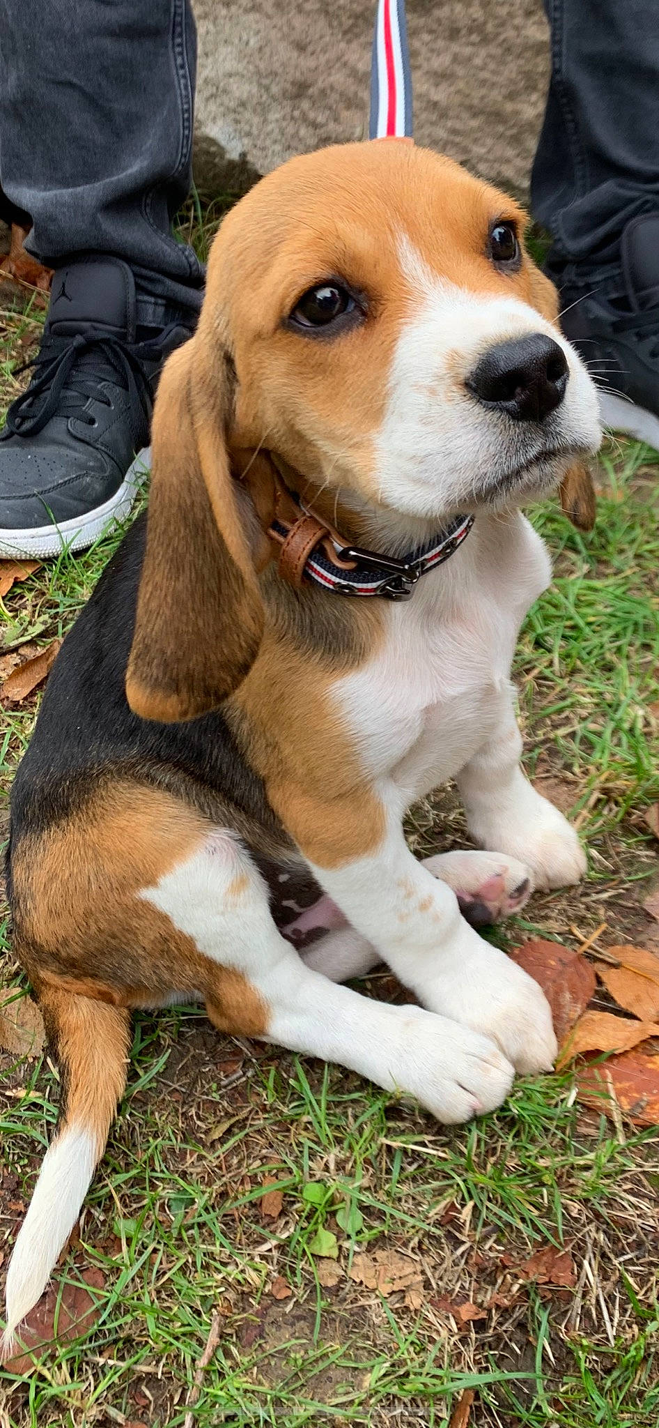 Royan participe au concours pour gagner de l'argent avec cette photo : american_foxhound, basset_artesien_normand, beagle, beagle_harrier, canidae, carnivore, dog, dog_breed, english_foxhound, estonian_hound, finnish_hound, grand_anglo_francais_tricolore, hamiltonstovare, harrier, hound, mammal, pocket_beagle, scent_hound, serbian_tricolour_hound, vertebrate