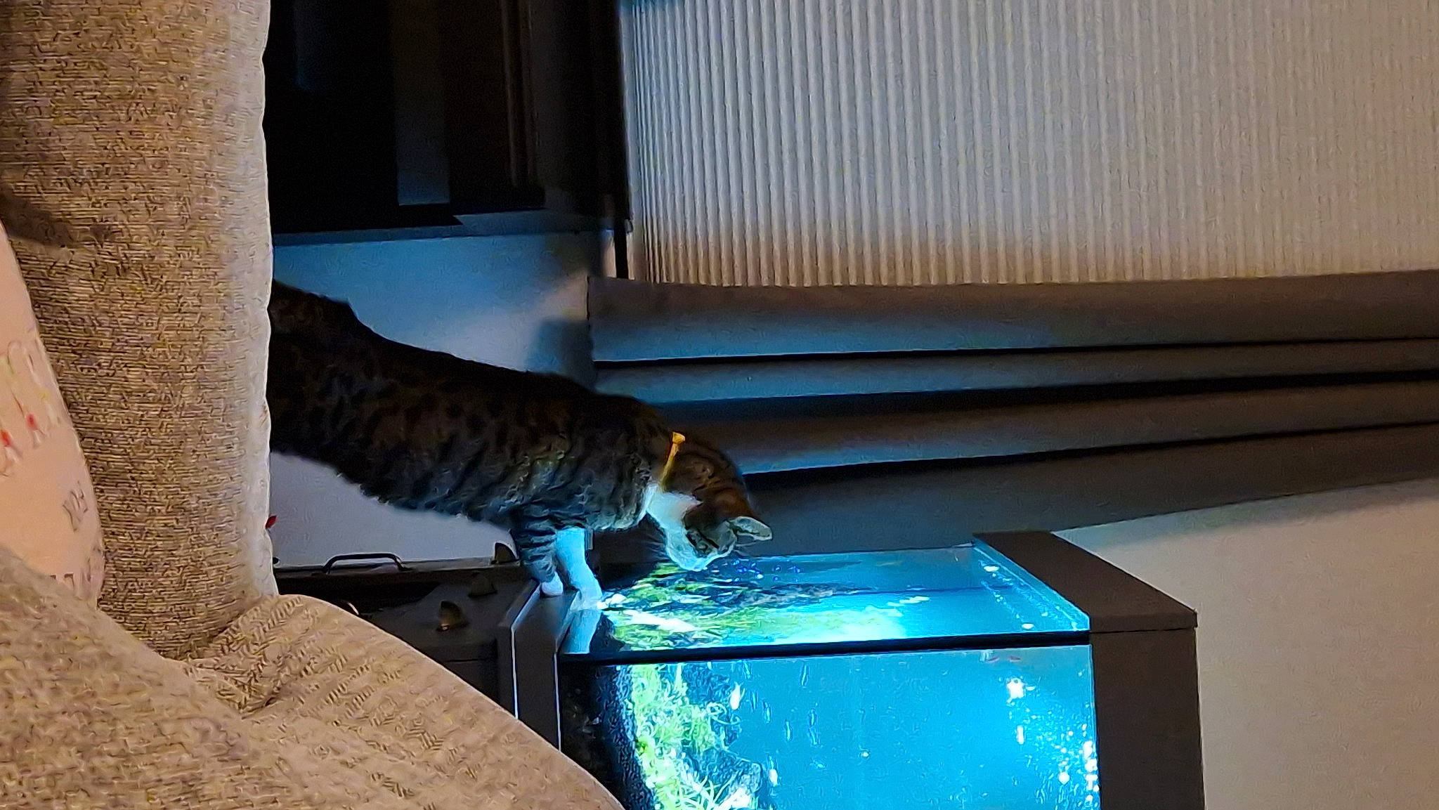 Vinnie joined the competition — help win amazing prizes! carnivore, cat, comfort, electric_blue, fawn, felidae, fluid, hardwood, rectangle, shade, small_to_medium_sized_cats, tail, tints_and_shades, water, whiskers, window, window_blind, window_covering, window_treatment, wood