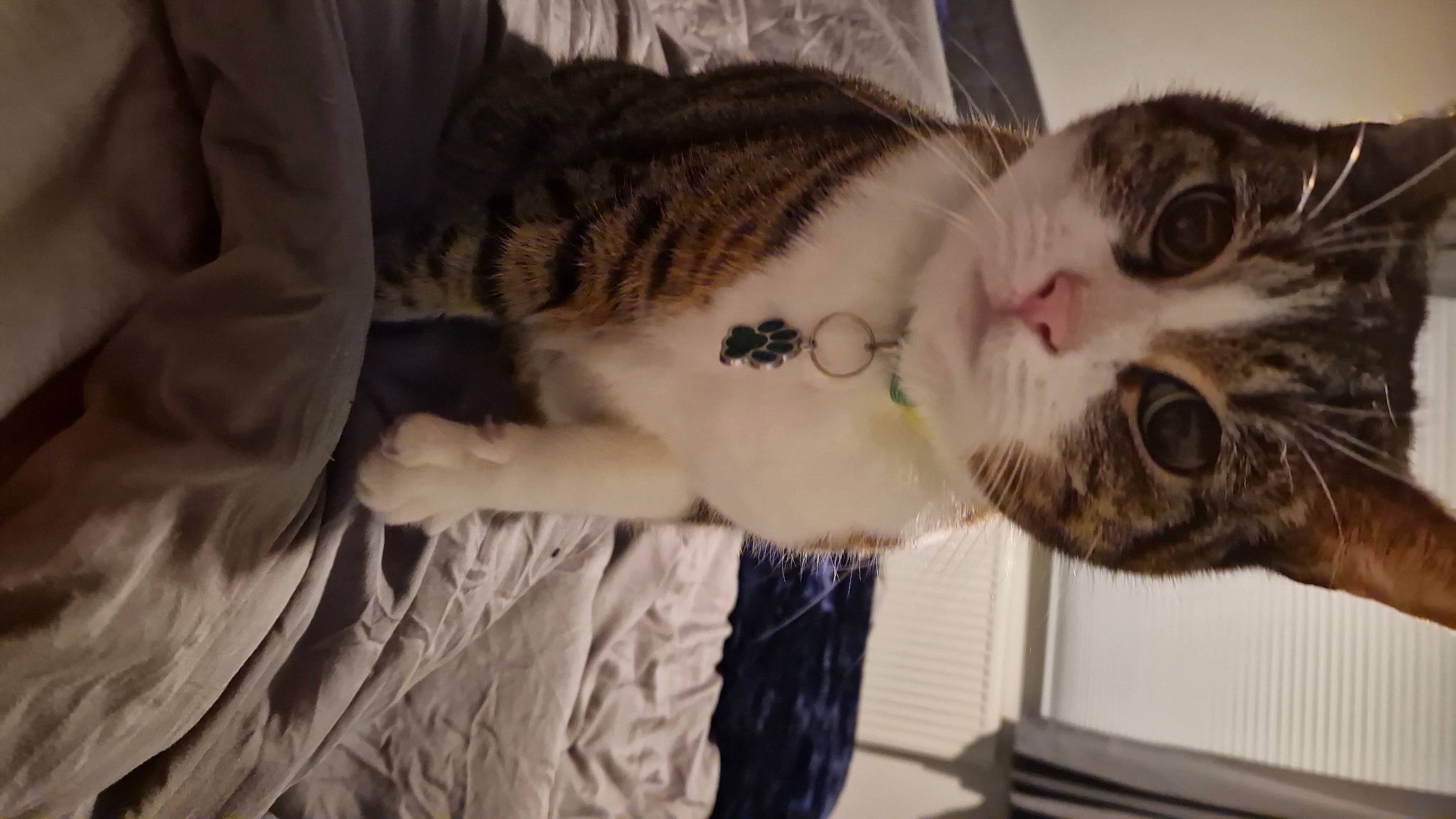 Vinnie is registered to the contest to win money with this photo: carnivore, cat, claw, comfort, domestic_short_haired_cat, ear, eye, felidae, fur, jaw, moustache, nap, paw, small_to_medium_sized_cats, snout, tail, whiskers