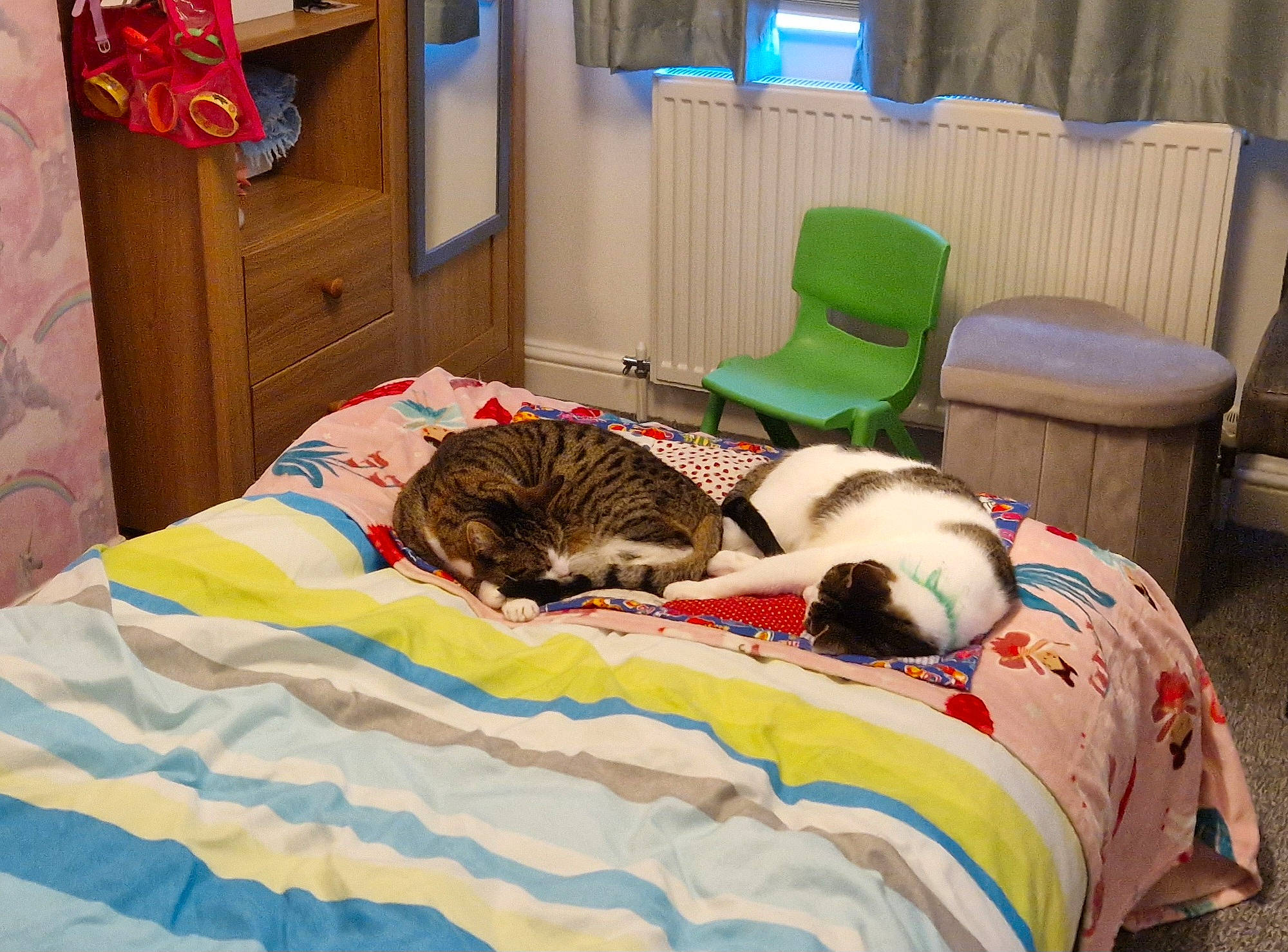 Vinnie joined the competition — help win amazing prizes! bed, bedding, carnivore, cat, comfort, companion_dog, fawn, felidae, flooring, fur, interior_design, leisure, linens, mammal, room, small_to_medium_sized_cats, sporting_group, textile, vertebrate, whiskers