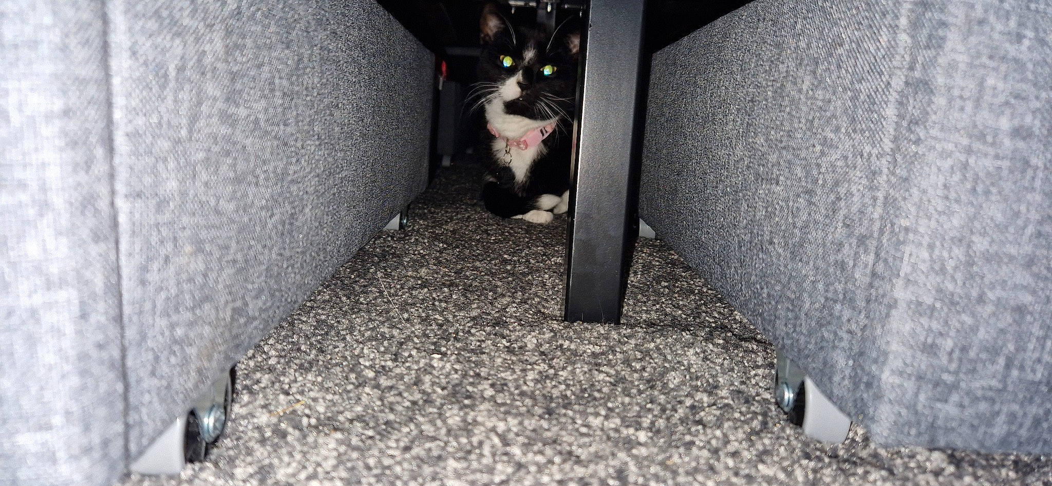 Luci is registered to the contest to win money with this photo: asphalt, automotive_tire, carnivore, cat, comfort, companion_dog, dog_breed, domestic_short_haired_cat, felidae, floor, flooring, grass, grey, human_leg, paw, road_surface, small_to_medium_sized_cats, snout, tail, whiskers