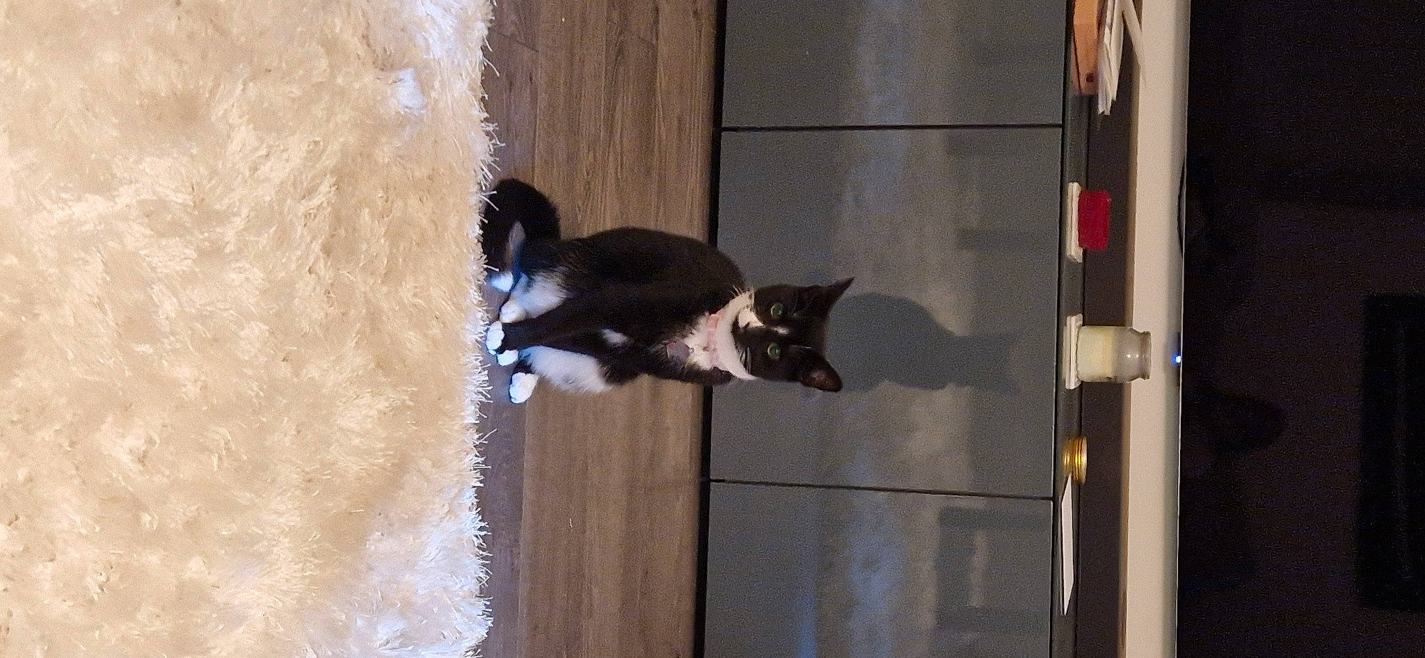 Luci joined the competition — help win amazing prizes! canidae, carnivore, cat, dog_breed, door, felidae, formal_wear, fur, hardwood, shadow, small_to_medium_sized_cats, snout, sporting_group, tail, water, whiskers, window, wood