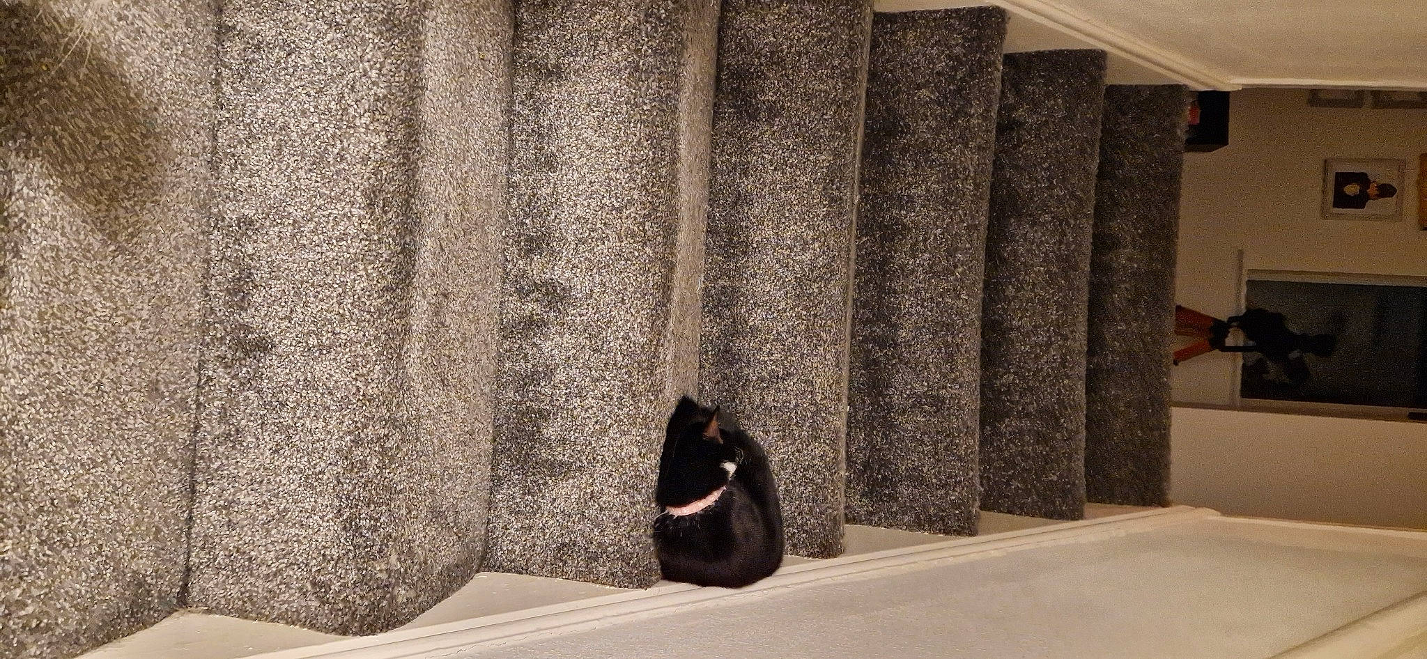 Luci joined the competition — help win amazing prizes! carpet, comfort, concrete, curtain, floor, flooring, grey, hardwood, interior_design, linens, pattern, rock, room, shade, shadow, tints_and_shades, wall, window, window_treatment, wood