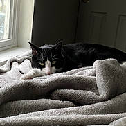 Piig joined the competition — help win amazing prizes! animal, black_and_white, blanket, cat, comfort, cozy, face, feline, fur, home, indoor, light, paw, pet, relaxed, resting, sleepy, soft, whiskers, window