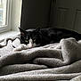 animal, black_and_white, blanket, cat, comfort, cozy, face, feline, fur, home, indoor, light, paw, pet, relaxed, resting, sleepy, soft, whiskers, window