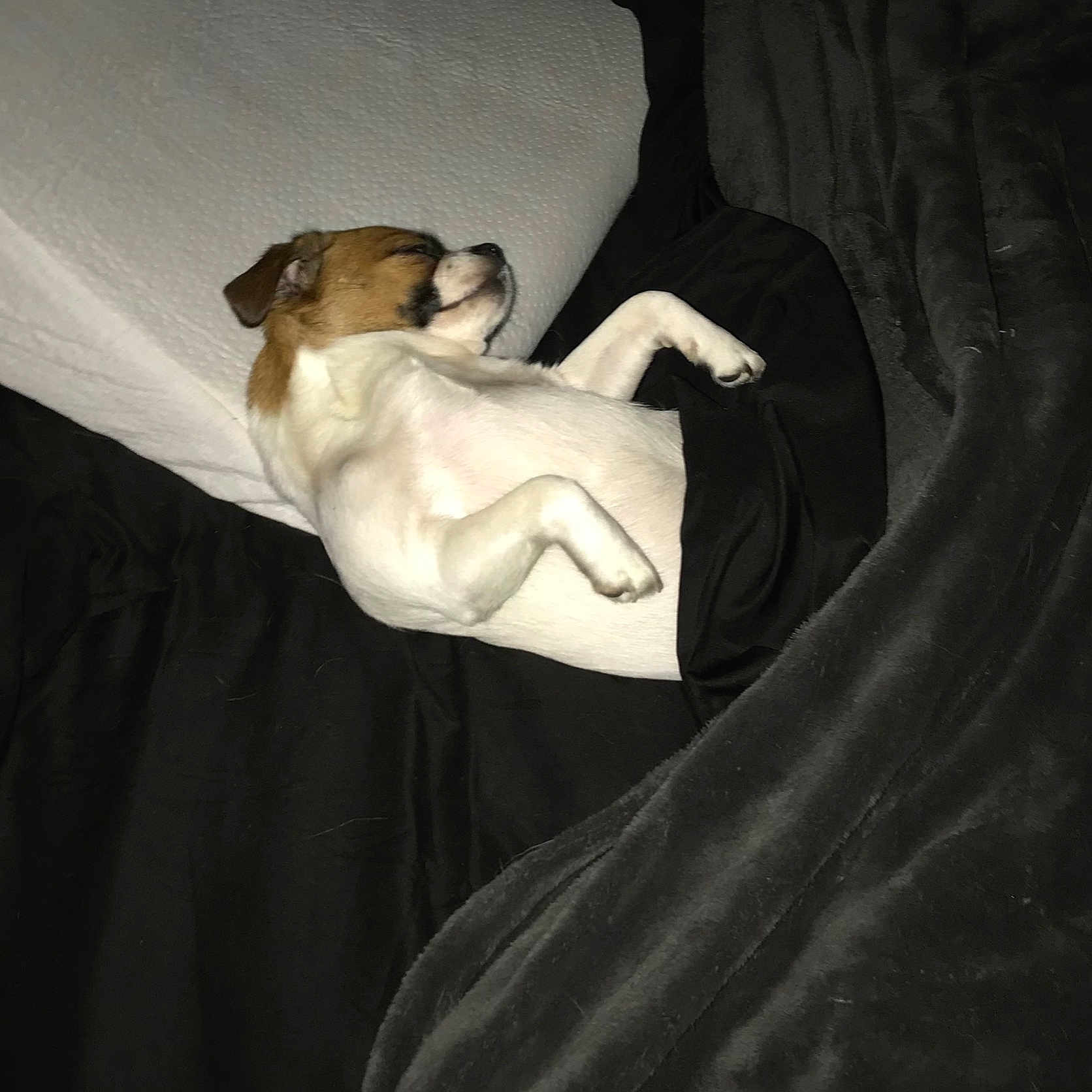 Rebel joined the competition — help win amazing prizes! animal, back, beagle, bed, bedroom, blanket, bodypart, boxer, bulldog, canine, couch, dog, furniture, hound, indoors, person, pet, pitbull, puppy, sleeping
