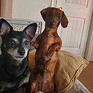 Charlie And Sage joined the competition — help win amazing prizes! animal, black_dog, brown_dog, canine, companion, couch, cute, dog, domestic, ears, face, fur, home, indoor, pet, pillows, relaxed, sitting, small_dog, upside_down_pose