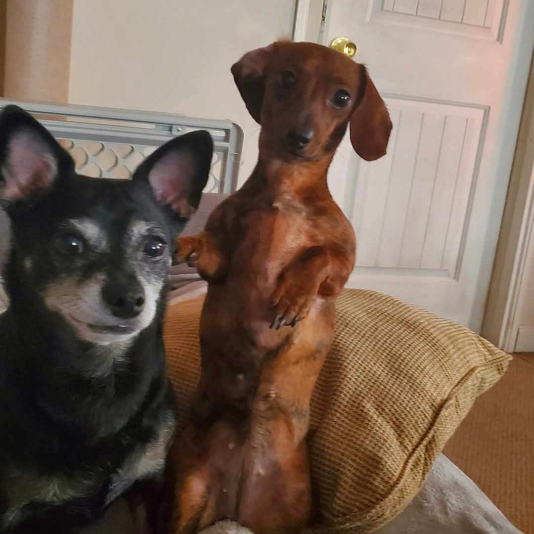 Charlie And Sage joined the competition — help win amazing prizes! animal, black_dog, brown_dog, canine, companion, couch, cute, dog, domestic, ears, face, fur, home, indoor, pet, pillows, relaxed, sitting, small_dog, upside_down_pose