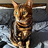 Cocoa is registered to the contest to win money with this photo: bengal_cat, cat, green_eyes, striped_fur, bed, pillow, blanket, remote_control, tube, indoor, pet, animal, whiskers, ears, feline, sitting, curious, domestic, fur_pattern, natural_light