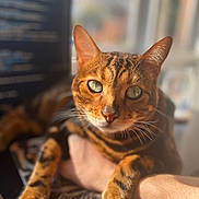 Cocoa joined the competition — help win amazing prizes! cat, bengal_cat, pet, animal, feline, green_eyes, close_up, fur, whiskers, ears, paw, hand, indoor, natural_light, blurred_background, portrait, cute, domestic_animal, mammal, companion